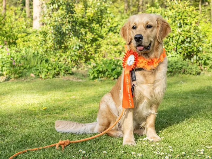 Bailey zit met een oranje rozet op het gras tijdens de Golden Familiedag 2026.
