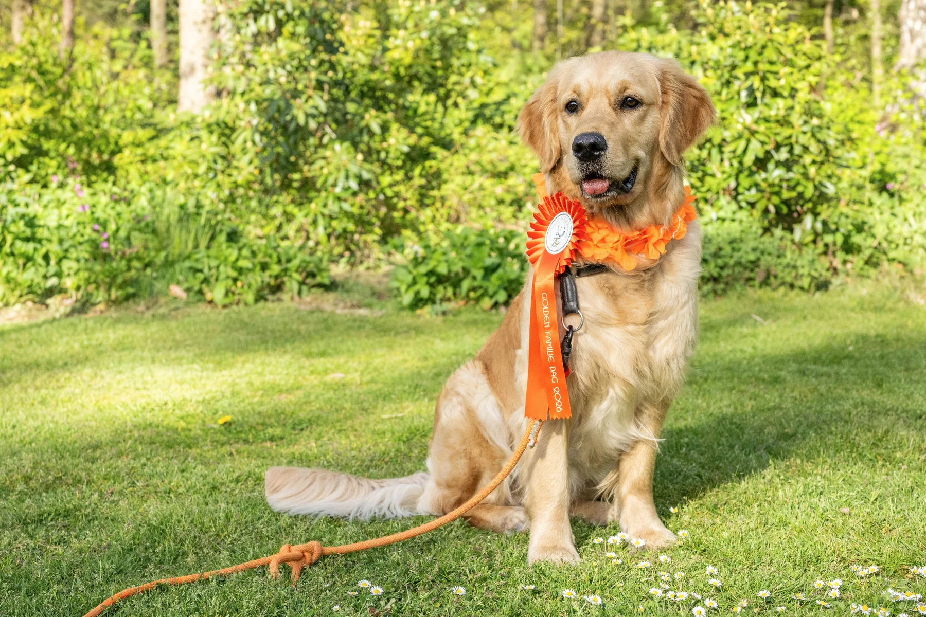 Bailey met oranje rozet op de Golden Familiedag 2026 van de Golden Retriever Club.