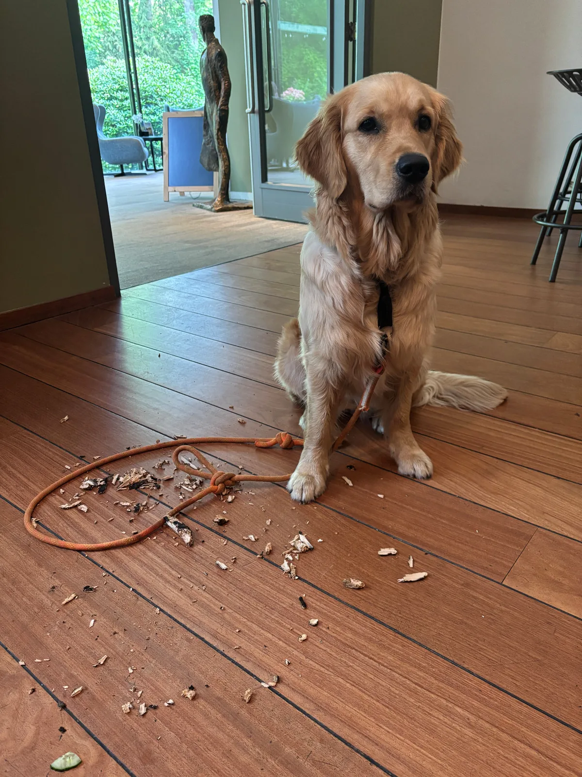 Bailey zit in het hotel naast een kleine bende op de vloer.