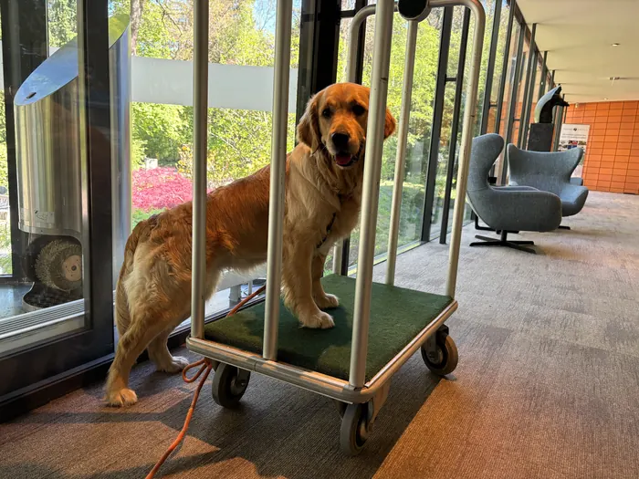Bailey staat op een bagagekar in hotel de Sparrenhorst in Nunspeet.