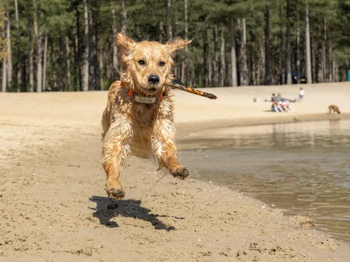 Bailey rent door het water met een stok in haar bek.