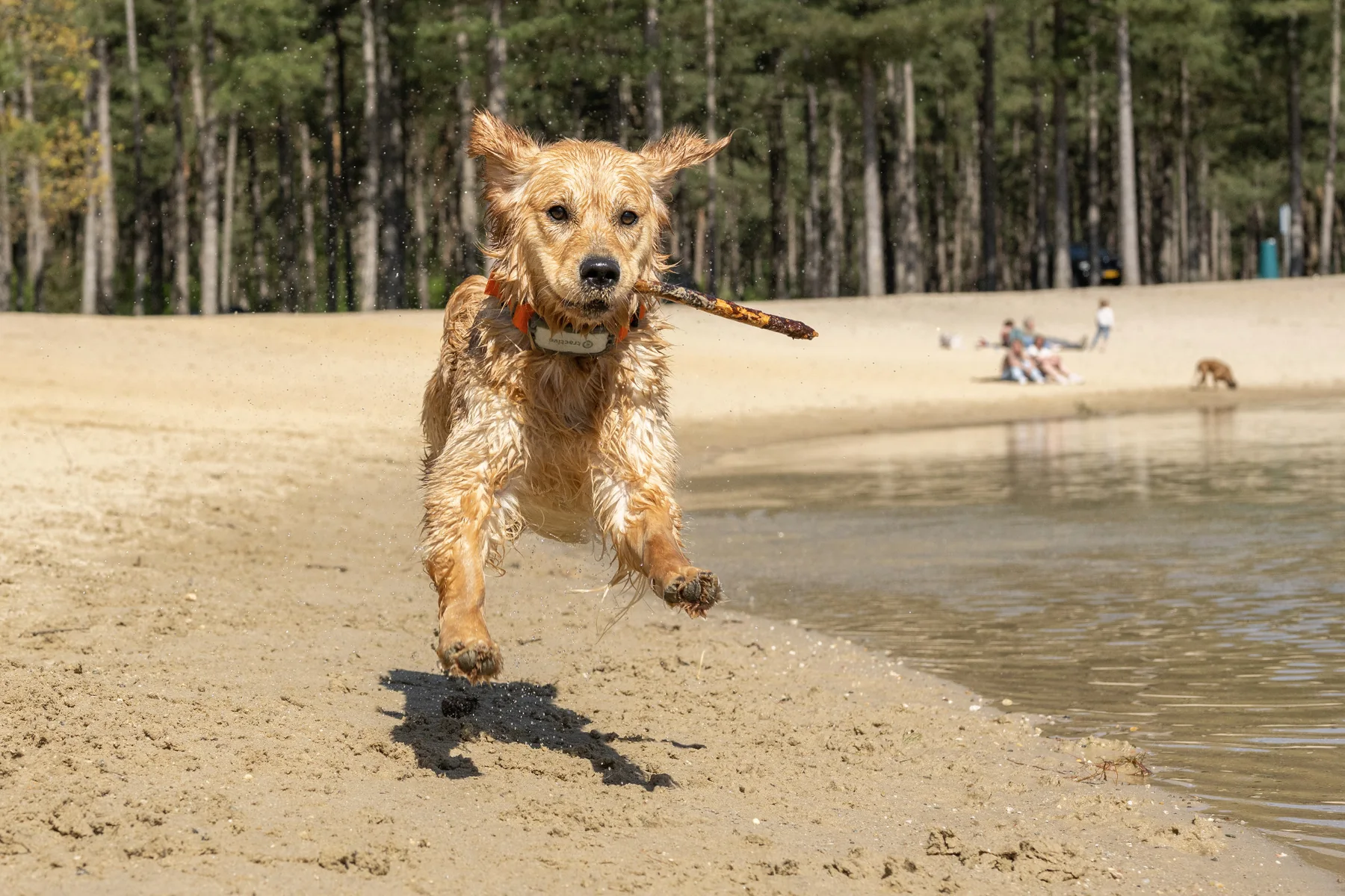 Bailey rent door het water met een stok in haar bek.