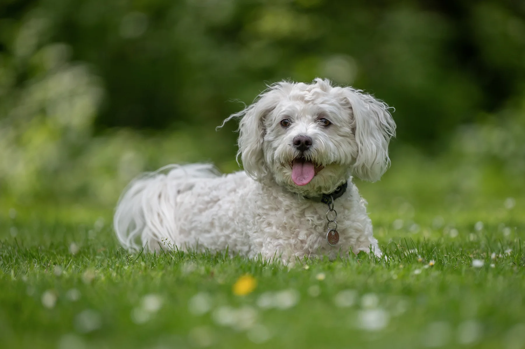 Buurhondje Kyra in het gras