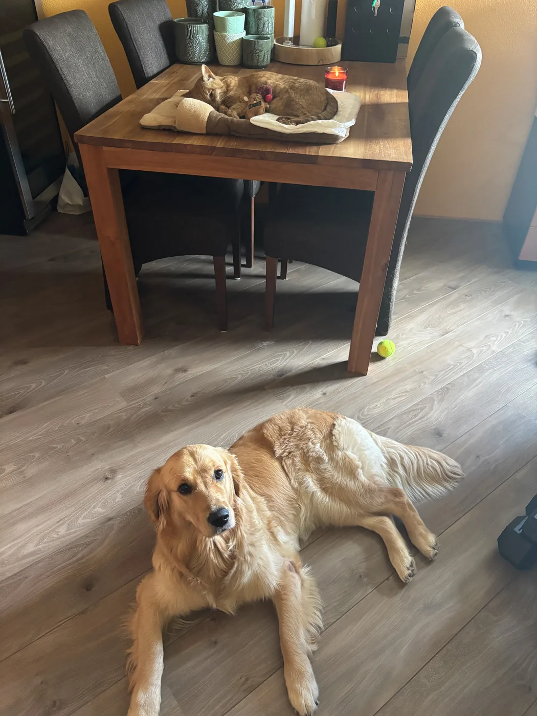 Poppy op haar laatste dag thuis met Bailey dichtbij