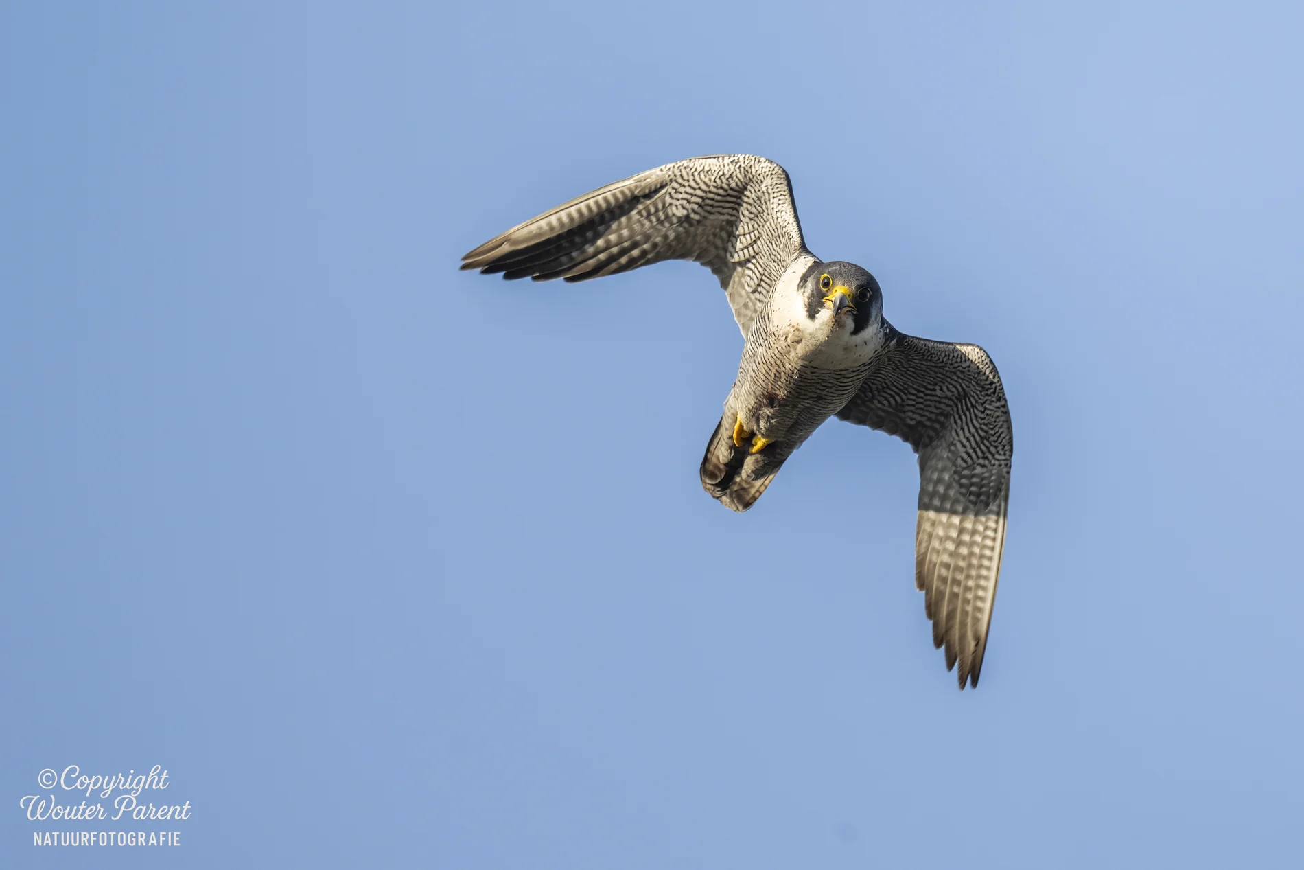 Slechtvalk boven Zoetermeer
