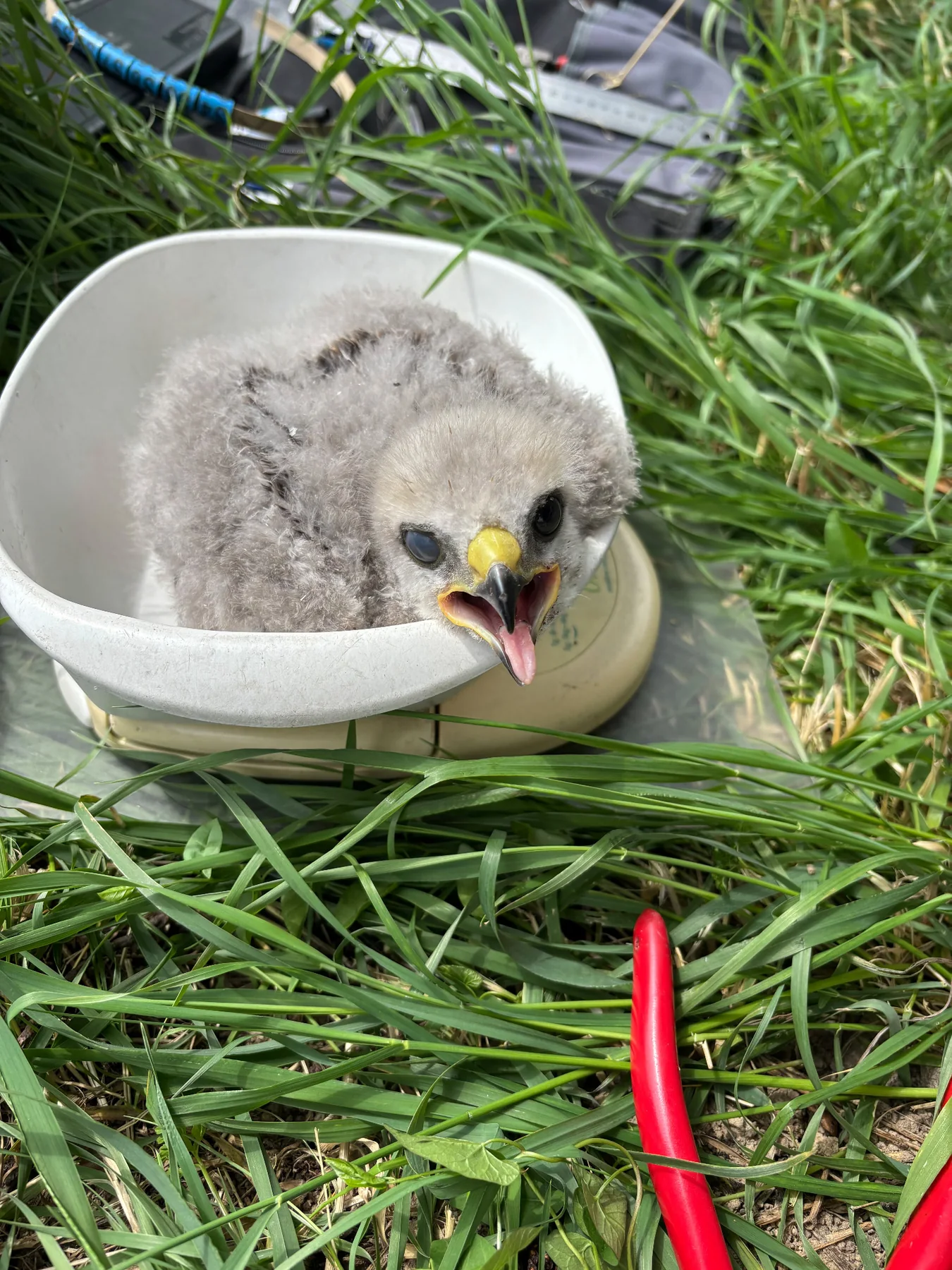 Jonge buizerd in een meetkom tijdens ringonderzoek