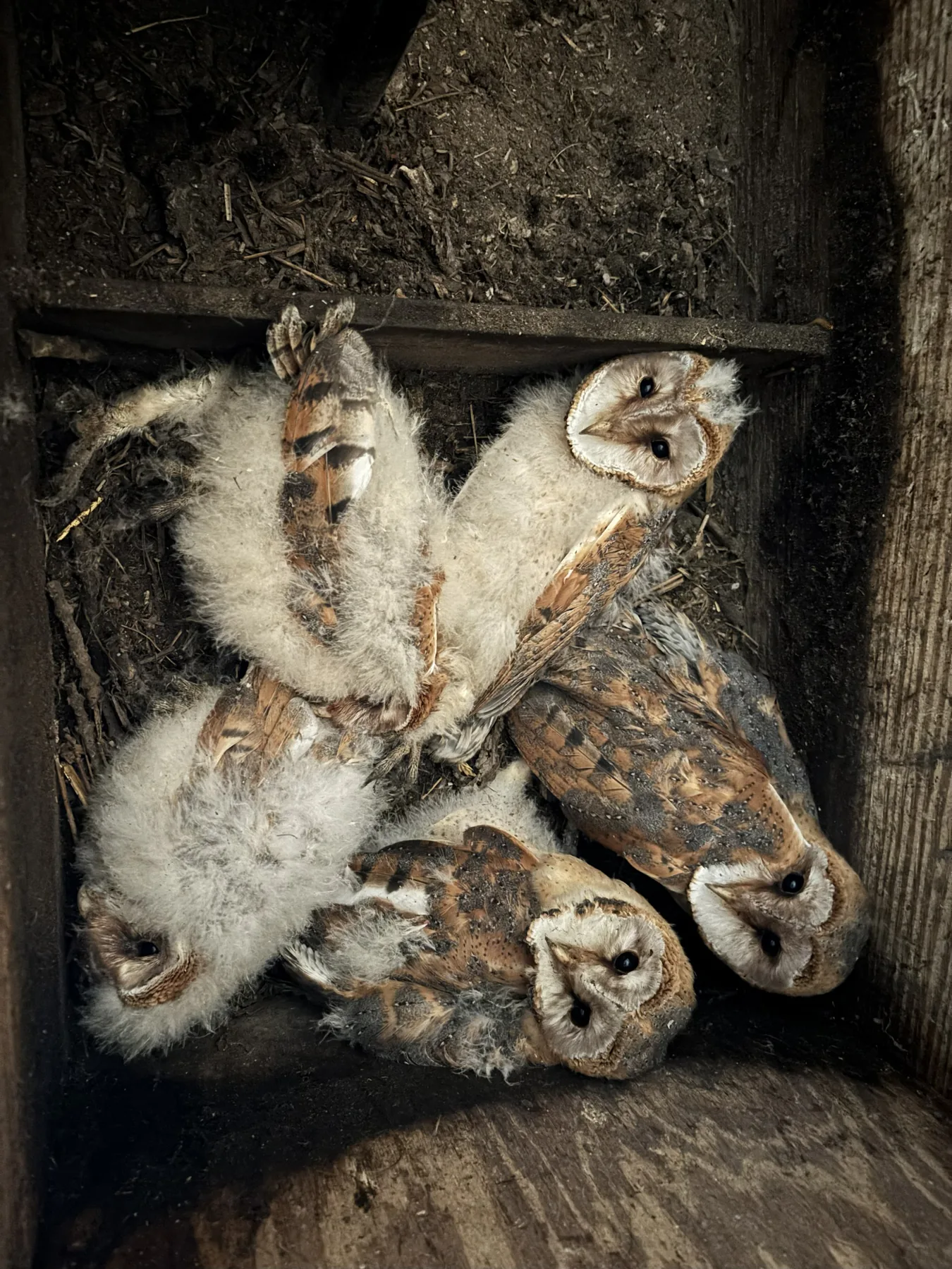 Jonge kerkuilen in een nestkast