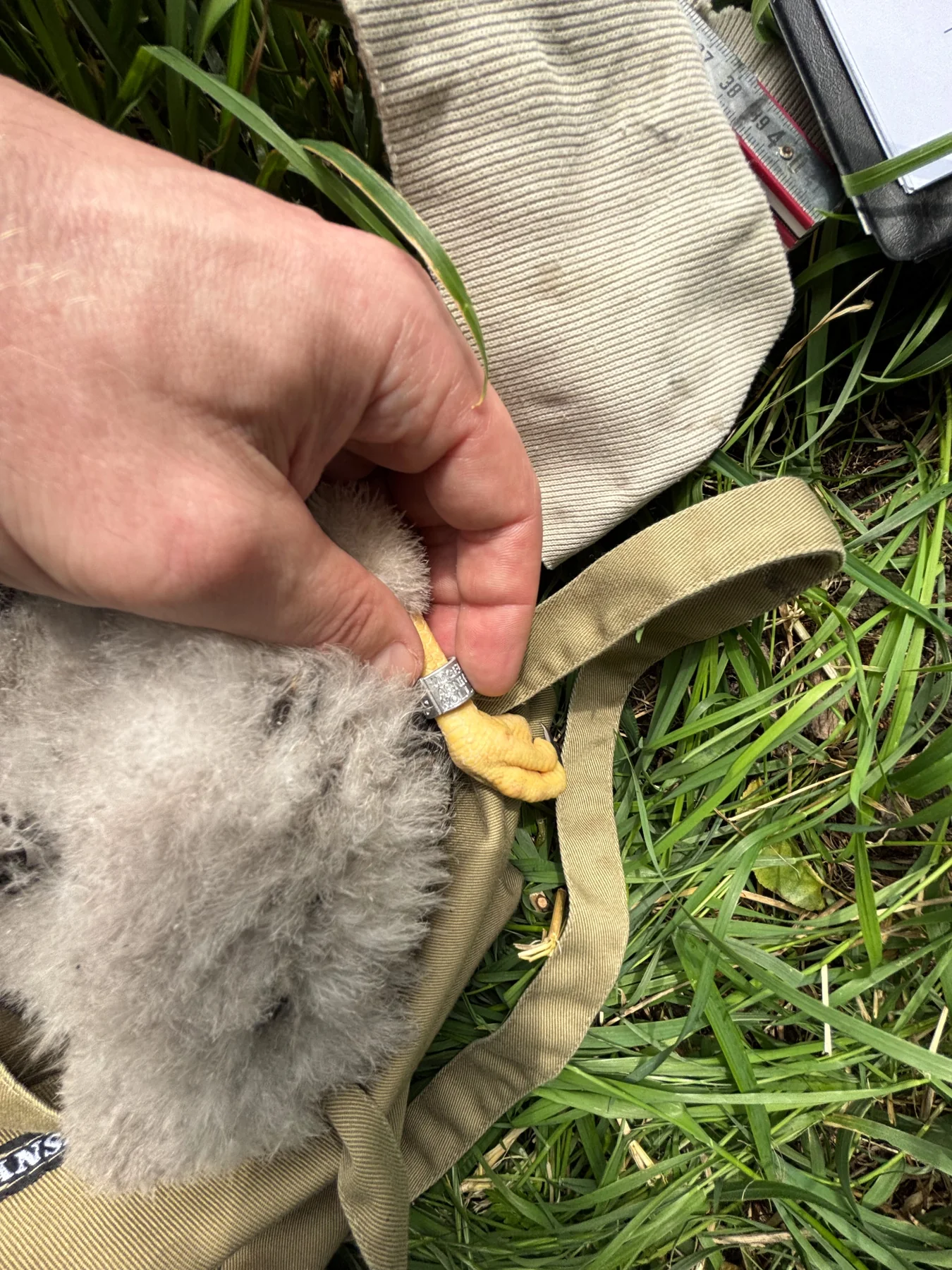 Ring aanbrengen en maatvoering bij een jonge vogel