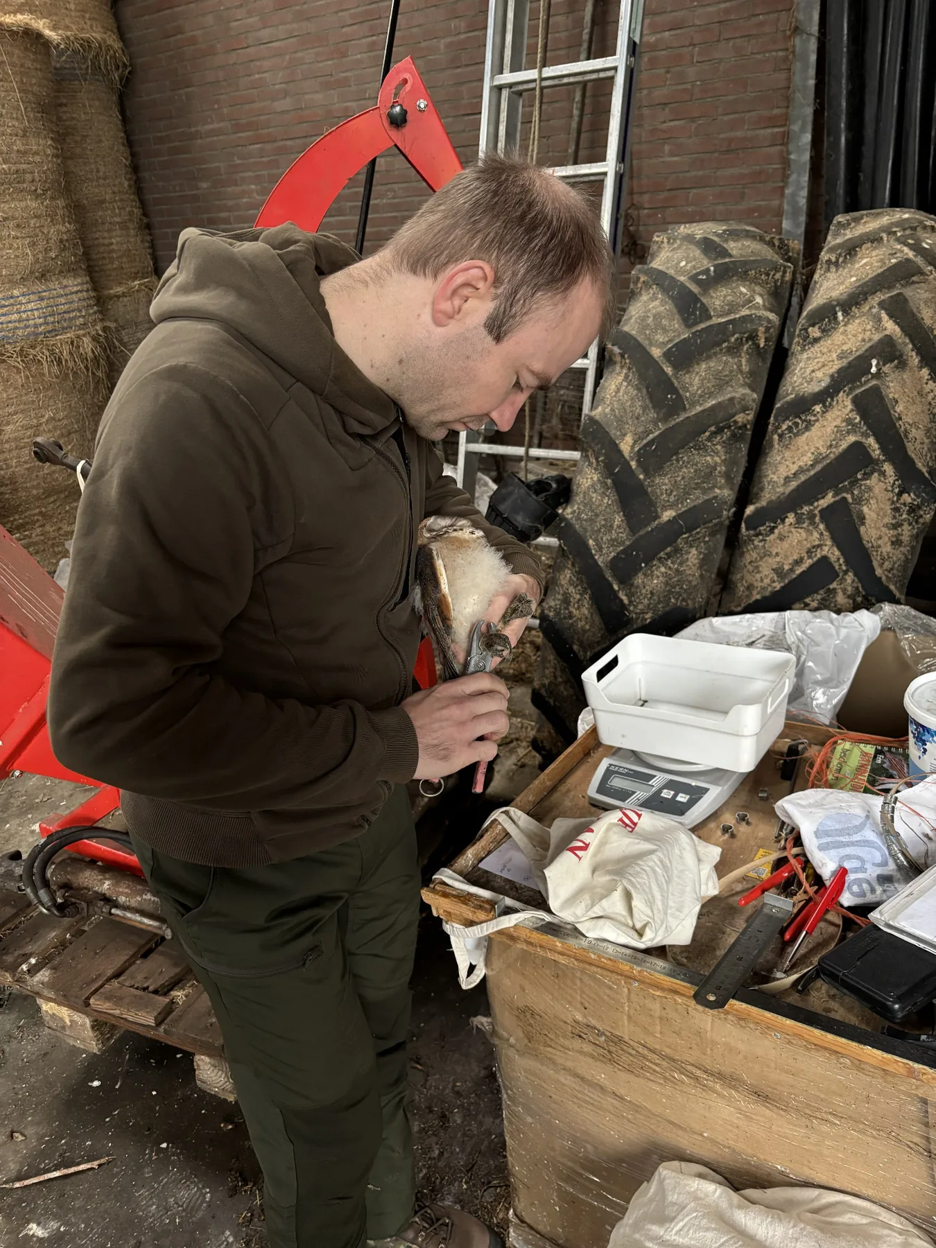 Ringen van een jonge kerkuil in een boerenschuur